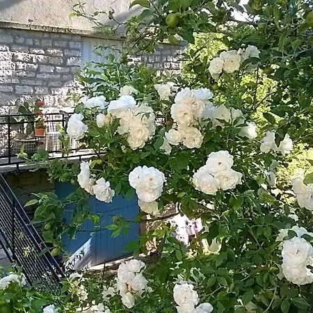 Au Domaine Des Oiseaux Frühstückspension Montredon (Lozere)